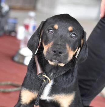 Cash -  Australian Cattle Dog Blue Heeler Dog for Adoption in Sioux City, Iowa - Cash | PetCurious