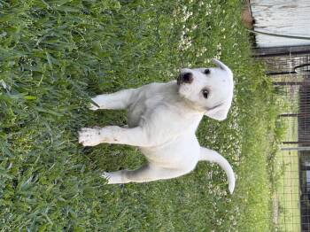 Labrador Retriever and Pit Bull Terrier Dogs Available for Adoption in League City, Texas - Callaway | PetCurious