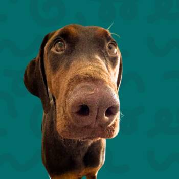 Chula -  Doberman Pinscher Dog Available for Adoption in Reno, Nevada - Chula | PetCurious