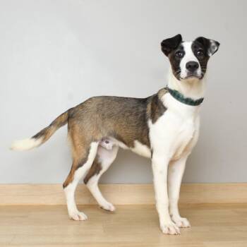 Whippet and Collie Dogs Available for Adoption in Minnetonka, Minnesota - Elvis D69144 | PetCurious