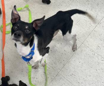 Dougie-SWEETEST -  Rat Terrier Dog for Adoption - Dougie-SWEETEST | PetCurious