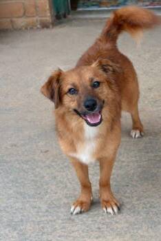 Dachshund and Pomeranian Dogs Available for Adoption - Lucy | PetCurious