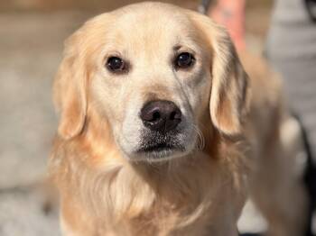 Shadow -  Golden Retriever Dog for Adoption in Meherrin, Virginia - Shadow | PetCurious