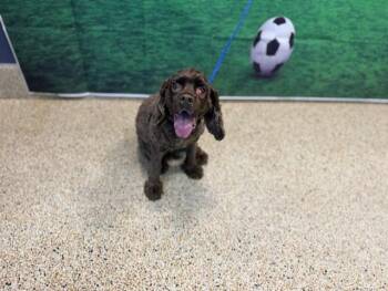 HERSHEY -  Cocker Spaniel Dog for Adoption in Doral, Florida - HERSHEY | PetCurious