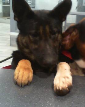 MARIPOSA -  German Shepherd Dog Dog for Adoption in Charlotte, North Carolina - MARIPOSA | PetCurious