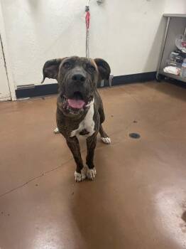Daisy Ray -  Mastiff and Mixed Breed Dog for Adoption in Chico, California - Daisy Ray | PetCurious