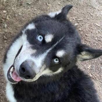 Niko -  Siberian Husky and Mixed Breed Dog for Adoption in Aldie, Virginia - Niko | PetCurious