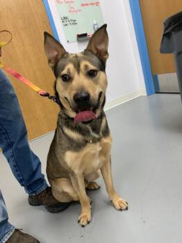 Rescue Shepherd Dogs for Adoption in Hartsville, South Carolina - Wilmer | PetCurious