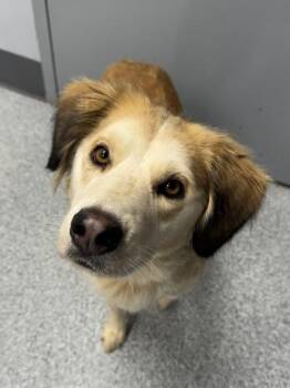 Jade -  Golden Retriever Dog for Adoption in Orland Hills, Illinois - Jade | PetCurious
