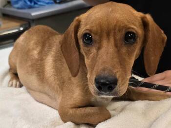 Kinley -  Beagle and Dachshund Dog for Adoption in Murphysboro, Illinois - Kinley | PetCurious