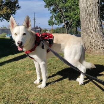 Stella -  Husky and German Shepherd Dog Dog for Adoption in Murray, Utah - Stella | PetCurious