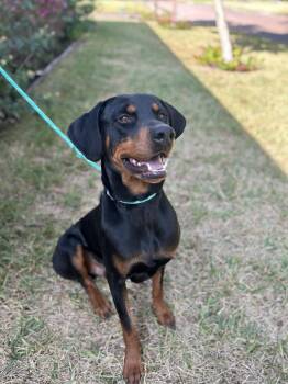 Rescue Doberman Pinscher Dogs for Adoption in Houston, Texas - Sundance | PetCurious