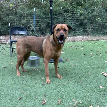 Nala -  Labrador Retriever and Shepherd Dog for Adoption in Magnolia, Texas - Nala | PetCurious