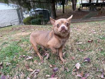 Rescue Chihuahua Dogs for Adoption in Latrobe, Pennsylvania - Taco | PetCurious