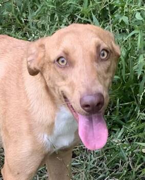 Honey Pie -  Labrador Retriever Dog for Adoption in Cedarburg, Wisconsin - Honey Pie | PetCurious