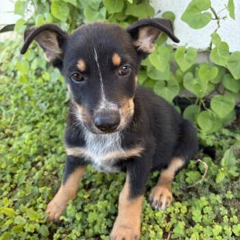 Remington -  Australian Cattle Dog Blue Heeler and German Shepherd Dog Dog for Adoption in Harlingen, Texas - Remington | PetCurious