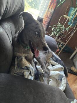 Frank -  Catahoula Leopard Dog Dog for Adoption in Princeton, Indiana - Frank | PetCurious