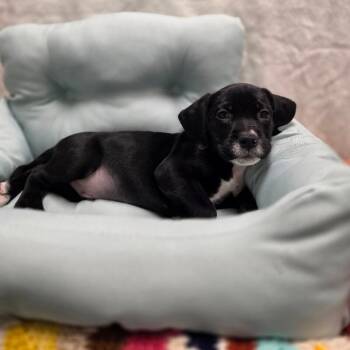 Golden Retriever and American Bulldog Dogs Available for Adoption - Snoop | PetCurious