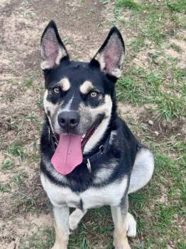 Shepherd Dogs Available for Adoption in Kalamazoo, Michigan - Sheena | PetCurious