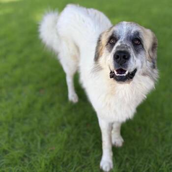 Great Pyrenees Dogs Available for Adoption in Brownsboro, Alabama - Phil | PetCurious