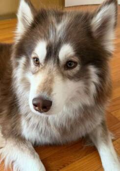 Alaskan Malamute Dogs Available for Adoption in Hoffman Estates, Illinois - Nuka | PetCurious