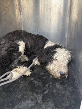 Poodle and Mixed Breed Dogs Available for Adoption in West Valley City, Utah - NOODLE MCDOODLE | PetCurious