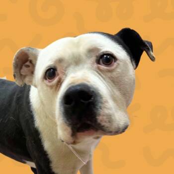 Rescue Staffordshire Bull Terrier and Boxer Dogs for Adoption in Reno, Nevada - Billie | PetCurious