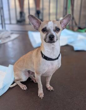 Rescue Mixed Breed and Chihuahua Dogs for Adoption in Glen Rock, New Jersey - Ramona | PetCurious