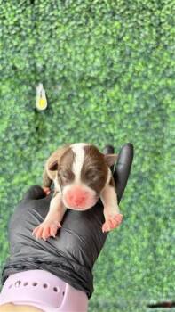 61181889 -  Mixed Breed Dog for Adoption in El Paso, Texas - 61181889 | PetCurious