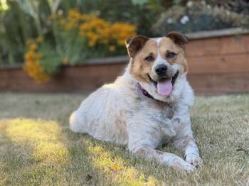 Lucille -  Australian Cattle Dog Blue Heeler and Great Pyrenees Dog for Adoption in Portland, Oregon - Lucille | PetCurious