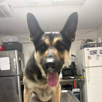 German Shepherd Dog Dogs Available for Adoption in Edinburg, Texas - Bubby | PetCurious