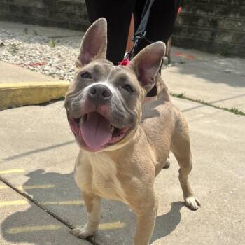Zoomie -  Pit Bull Terrier Dog for Adoption in Riverwoods, Illinois - Zoomie | PetCurious