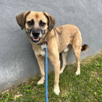 Rescue Hound and Mixed Breed Dogs for Adoption in Roanoke, Virginia - Monroe | PetCurious