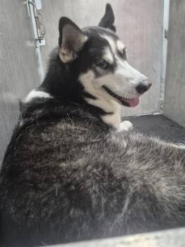 MEEKO -  Husky Dog for Adoption in San Antonio, Texas - MEEKO | PetCurious
