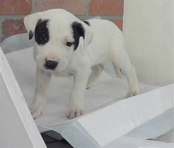 American Staffordshire Terrier and Mixed Breed Dogs Available for Adoption in Houston, Texas - A2070111 | PetCurious