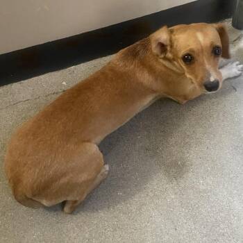 Savannah* -  Chihuahua Dog for Adoption in Eureka, California - Savannah* | PetCurious