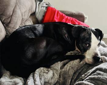 Pit Bull Terrier and Great Dane Dogs Available for Adoption - Betsy | PetCurious