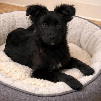 Mixed Breed Dogs Available for Adoption - ELIZA | PetCurious