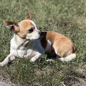 Bluey -  Chihuahua Dog for Adoption in Minneapolis, Minnesota - Bluey | PetCurious