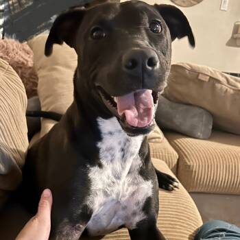 Labrador Retriever Dogs Available for Adoption - Shadow-Chaser BL11587-T | PetCurious