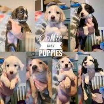 Dolly, Darla, and Delilah -  Border Collie Dog for Adoption in Sudbury, Massachusetts - Dolly, Darla, And Delilah | PetCurious