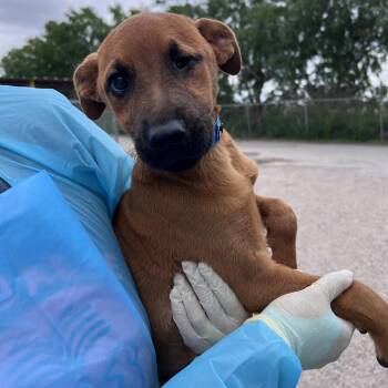 Ender -  Shepherd Dog for Adoption in Edinburg, Texas - Ender | PetCurious
