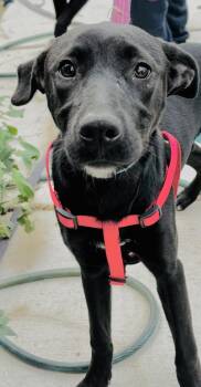Terrier Dogs Available for Adoption - Raven | PetCurious
