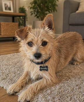 Cairn Terrier Dogs Available for Adoption in Grand Prairie, Texas - SCRUFFY | PetCurious