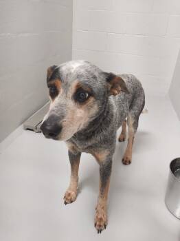Australian Cattle Dog Blue Heeler Dogs Available for Adoption in Mocksville, North Carolina - Charlie | PetCurious