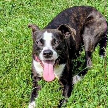 Lilly Pad -  Mixed Breed Dog for Adoption in Jeffersonville, Indiana - Lilly Pad | PetCurious