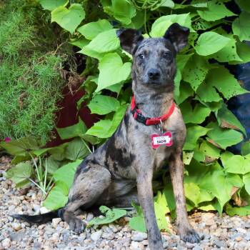 Sadie -  Feist and Catahoula Leopard Dog Dog for Adoption in Wake Forest, North Carolina - Sadie | PetCurious