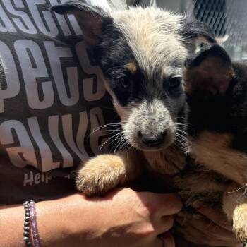 Kona -  Mixed Breed Dog for Adoption in Austin, Texas - Kona | PetCurious