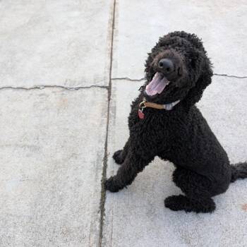 Duke -  Poodle and Labrador Retriever Dog for Adoption in Griffin, Georgia - Duke | PetCurious