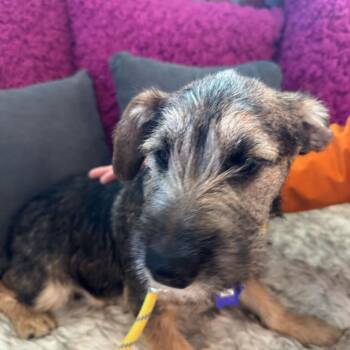 Terrier and Mixed Breed Dogs Available for Adoption - Huey | PetCurious